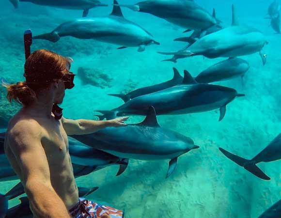 swim with dolphin hurghada